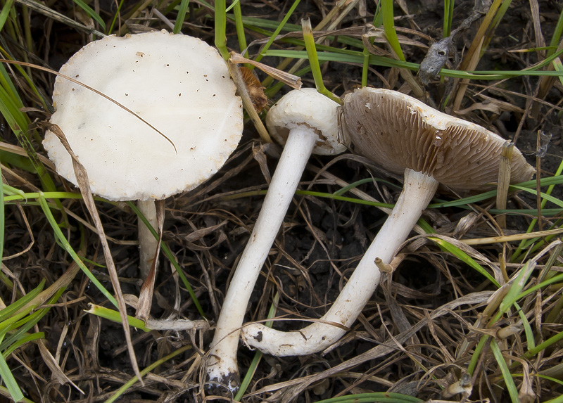 Agrocybe dura